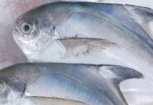 ये मछली सिर्फ टेस्टी नहीं, हेल्दी भी! दिमाग बनेगा तेज,मांसपेशियां होंगी फौलादी