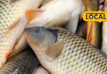 ‘मेडिकल स्टोर’ है ये मछली! 100 ग्राम में 106 कैलोरी और ढेर सारे विटामिन, खाने से हड्डियों को मिलेगी नई ताकत!