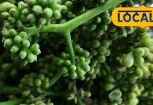 चिकन-मटन को भी फेल कर दे! साल में बस एक बार उगती है ये जंगली सब्जी, 150 रुपये किलो में भी लोग झपट रहे!