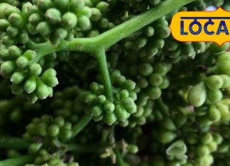 चिकन-मटन को भी फेल कर दे! साल में बस एक बार उगती है ये जंगली सब्जी, 150 रुपये किलो में भी लोग झपट रहे!