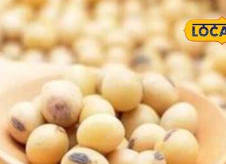 मांस से कम नहीं ये दाल! कई अंडों से ज्यादा प्रोटीन, खाने से शरीर बनेगा फौलादी