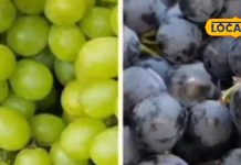 90% लोग नहीं जानते! कौन सा अंगूर ज्यादा फायदेमंद, हरा या काला? जानिए हेल्थ एक्सपर्ट की राय