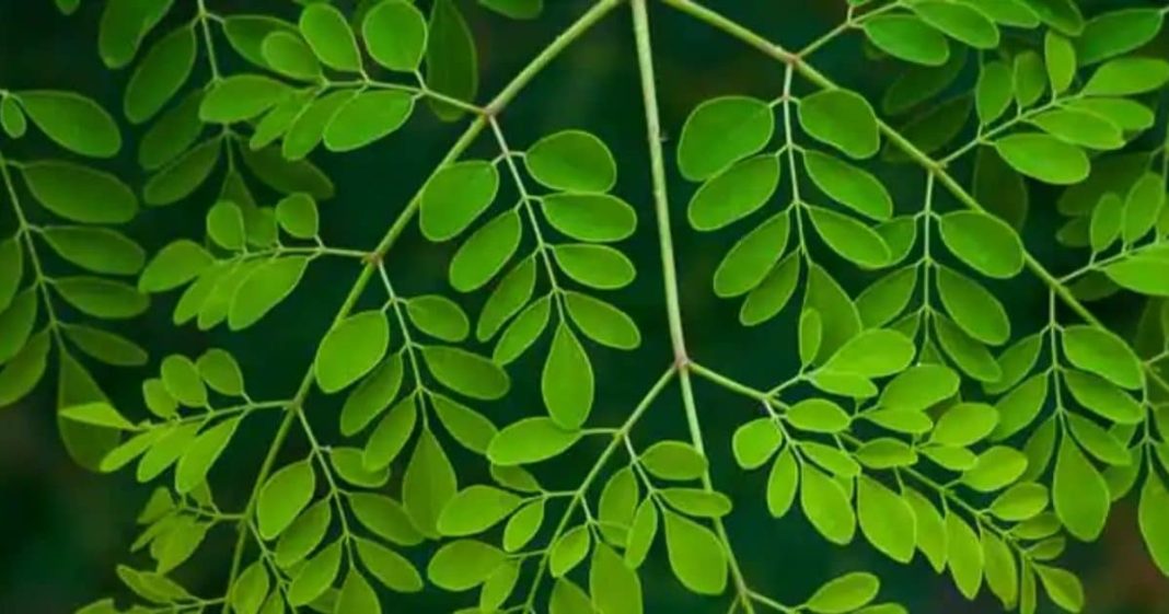 कलयुग में अमृत से कम नहीं ये पत्ता! खाया तो बुढ़ापे में भी नई जवानी फूंक सकता