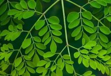 कलयुग में अमृत से कम नहीं ये पत्ता! खाया तो बुढ़ापे में भी नई जवानी फूंक सकता