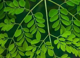 कलयुग में अमृत से कम नहीं ये पत्ता! खाया तो बुढ़ापे में भी नई जवानी फूंक सकता