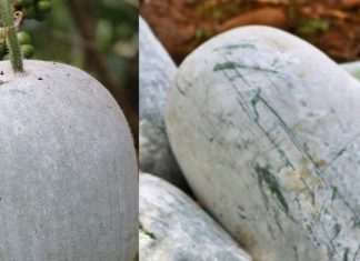 कुम्हड़ा (पेठा) के जबरदस्त स्वास्थ्य लाभ और पोषक तत्व