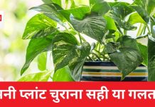 मनी प्लांट को चुराकर लगाना सही या गलत? क्या सच में इससे होती है धन वृद्धि, जानें क्या कहता है वास्तुशास्त्र