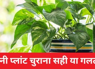 मनी प्लांट को चुराकर लगाना सही या गलत? क्या सच में इससे होती है धन वृद्धि, जानें क्या कहता है वास्तुशास्त्र