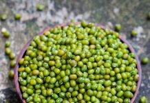 प्रोटीन के मामले में मुर्गा मटन अंडे को भी पीछे छोड़ देती है ये दाल, जानें लाभ