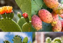 नागफनी के औषधीय गुण और हैरान कर देने वाले स्वास्थ्य लाभ