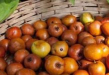 बेर के फायदे: इम्यूनिटी, पाचन और त्वचा के लिए लाभकारी.