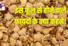 पनीर के फूल के फायदे: डायबिटीज, अनिद्रा और अस्थमा में लाभकारी