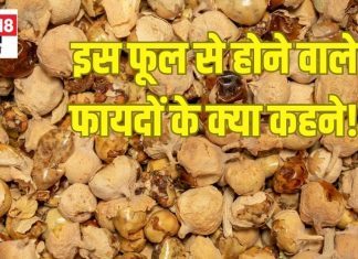 पनीर के फूल के फायदे: डायबिटीज, अनिद्रा और अस्थमा में लाभकारी