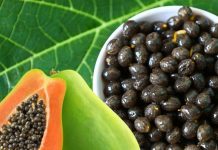 अक्सर कूड़े में फेंक दिए जाते हैं इस फल के बीज, मगर सेहत के लिए रामबाण ! कई डिजीज से मिलेगा छुटकारा