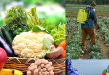 इन 12 फलों-सब्जियों पर सबसे ज्यादा होता है कीटनाशक, सिर्फ पानी से नहीं ऐसे करें साफ