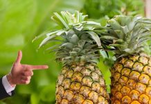 शरीर के लिए बेहद चमत्कारी है यह खट्टा फल ! इम्यूनिटी बढ़ाने में रामबाण, हार्ट डिजीज से बचाने में भी कारगर