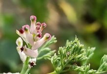 पित्तपापड़ा: आयुर्वेदिक औषधि के अद्भुत फायदे और उपयोग