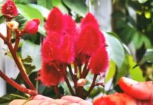 हर्बल सिंदूर: फायदे, उपयोग और बनाने की विधि