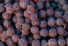 कुंडली में चल रही है राहु की महादशा? एक्सपर्ट से जानें कितने मुखी रुद्राक्ष धारण करते ही चमक उठेगी किस्मत? इसके फायदे चौंका देंगे आपको!