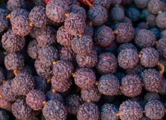 कुंडली में चल रही है राहु की महादशा? एक्सपर्ट से जानें कितने मुखी रुद्राक्ष धारण करते ही चमक उठेगी किस्मत? इसके फायदे चौंका देंगे आपको!