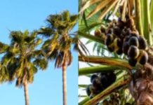 ताड़ की पत्तियों और छाल के औषधीय गुण और सेहत लाभ