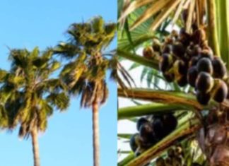 ताड़ की पत्तियों और छाल के औषधीय गुण और सेहत लाभ