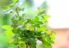 Tulsi Plant Vastu: भूलकर भी तुलसी में न डाल दें ये चीजें, वरना घर में जाएगी भयंकर कंगाली! ऐसे रखें सावधानी