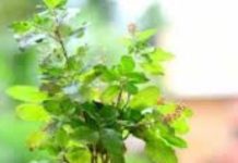 Tulsi Plant Vastu: भूलकर भी तुलसी में न डाल दें ये चीजें, वरना घर में जाएगी भयंकर कंगाली! ऐसे रखें सावधानी