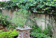 Vastu Tips: आपका घर शुभ है या अशुभ? ये दो पौधे देंगे संकेत, आज ही आजमाएं वास्तु के ये जबरदस्त उपाय