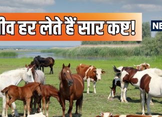 अलग-अलग ग्रह दोषों से बचाते हैं ये पालतू पशु, कौनसा जीव किस ग्रह दोष को करता है दूर? जानें इन्हें पालने के फायदे!