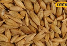 आए दिन घर में होता है क्लेश, तो करें जौ के आटे का ये उपाय, घर बन जाएगा, ‘स्वर्ग से भी सुंदर’!