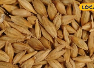 आए दिन घर में होता है क्लेश, तो करें जौ के आटे का ये उपाय, घर बन जाएगा, ‘स्वर्ग से भी सुंदर’!