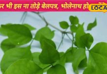 इस दिन भूलकर भी ना तोड़े बेलपत्र, भगवान भोलेनाथ हो जाएंगे गुस्सा, बढ़ जाएगी आपकी परेशानी, जानें सही तरीका