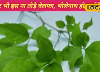 इस दिन भूलकर भी ना तोड़े बेलपत्र, भगवान भोलेनाथ हो जाएंगे गुस्सा, बढ़ जाएगी आपकी परेशानी, जानें सही तरीका