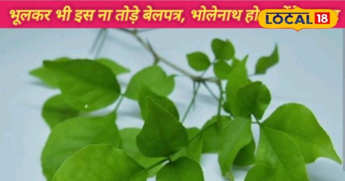 इस दिन भूलकर भी ना तोड़े बेलपत्र, भगवान भोलेनाथ हो