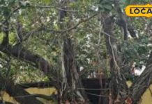 चमत्कारी है यह प्राचीन वट वृक्ष, धार्मिक और सांस्कृतिक विरासत का है हिस्सा