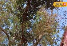 चित्रकूट के इस पेड़ में तोते के रूप में बैठे हनुमान, जानें इसके पीछे का सच