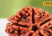 चैत्र नवरात्रि में इतने मुखी रुद्राक्ष पहनकर करें भगवती की पूजा, शिव-शक्ति दोनों की बरसेगी कृपा!