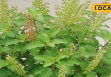 पापमोचनी एकादशी पर पति-पत्नी करें तुलसी की खास पूजा, शादीशुदा जीवन में नहीं होगी खटपट, बढ़ेगा प्रेम!