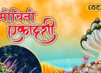 पापमोचनी एकादशी पर सबको करना चाहिए तुलसी से जुड़े ये उपाय, पाप नष्ट होते ही लक्ष्मी बरसाएंगी धन!