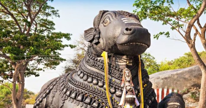 भगवान शिव की सवारी 'नंदी', सांड है या बैल? जानें