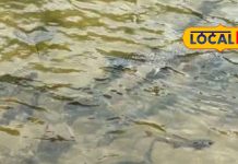 यहां मछलियों की होती है पूजा!शिशिलेश्वर मंदिर की कहानी जहां बहा था शिला से खून