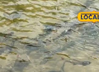 यहां मछलियों की होती है पूजा!शिशिलेश्वर मंदिर की कहानी जहां बहा था शिला से खून