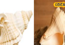 शंख बजाने से बदलती है किस्मत! हरिद्वार के ज्योतिषी ने बताया इसका असली रहस्य