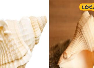 शंख बजाने से बदलती है किस्मत! हरिद्वार के ज्योतिषी ने बताया इसका असली रहस्य