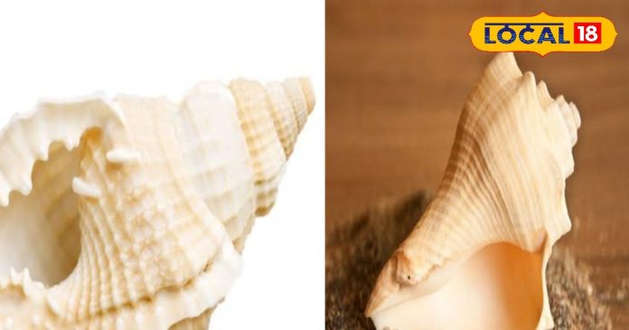 शंख बजाने से बदलती है किस्मत! हरिद्वार के ज्योतिषी ने