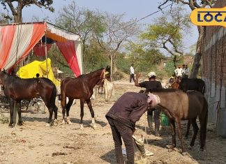 शीतलाष्टमी पर यहां लगता है गधों का अनोखा मेला, जहां आस्था और व्यापार का होता है अनोखा संगम!