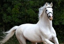 सपने में देखा घोड़ा या कर रहे थे घुड़सवारी? जानें क्या ये शुभ संकेत है या आने वाली मुसीबत का इशारा?