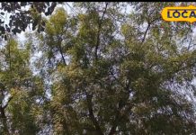 साल में सिर्फ एक बार होती है इस पत्ते की पूजा, हजारों साल पुरानी है परंपरा, ऑक्सीजन का हैं भंडार