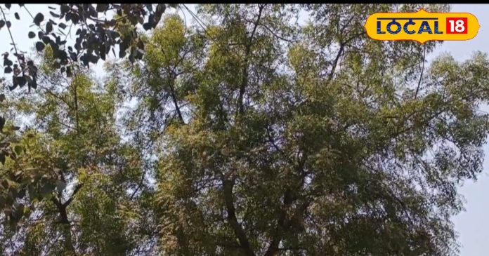 साल में सिर्फ एक बार होती है इस पत्ते की